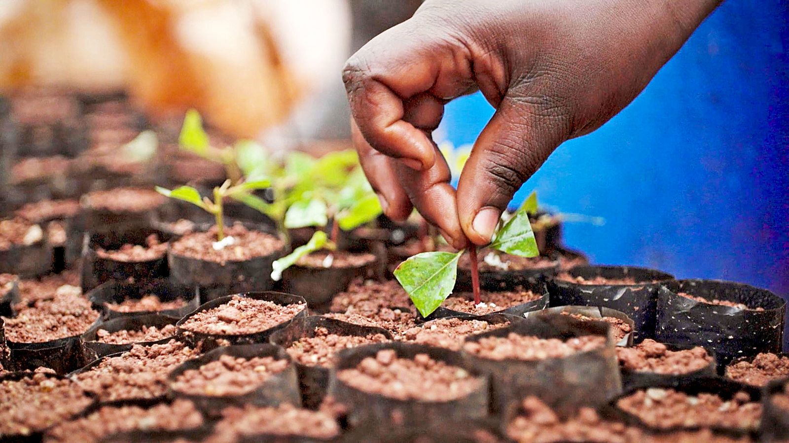 Landscape Innovation in Uganda's Forests - explorer.land