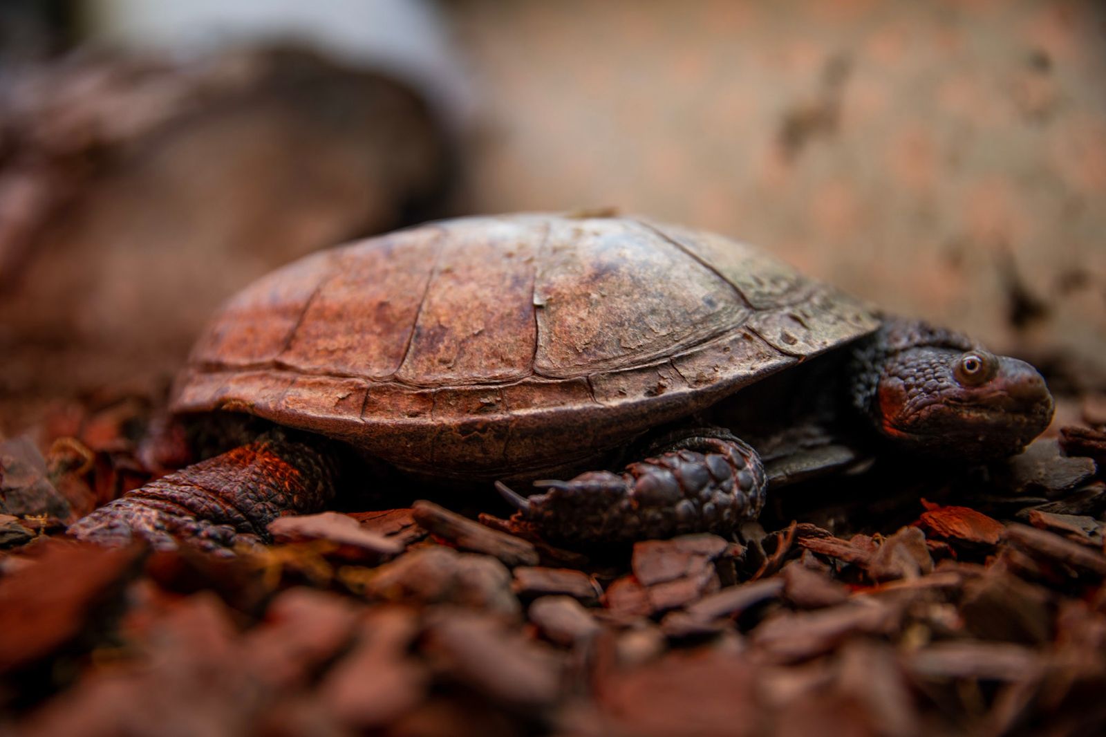 Chaco Herpetofauna Research And Conservation Program - Explorer.land