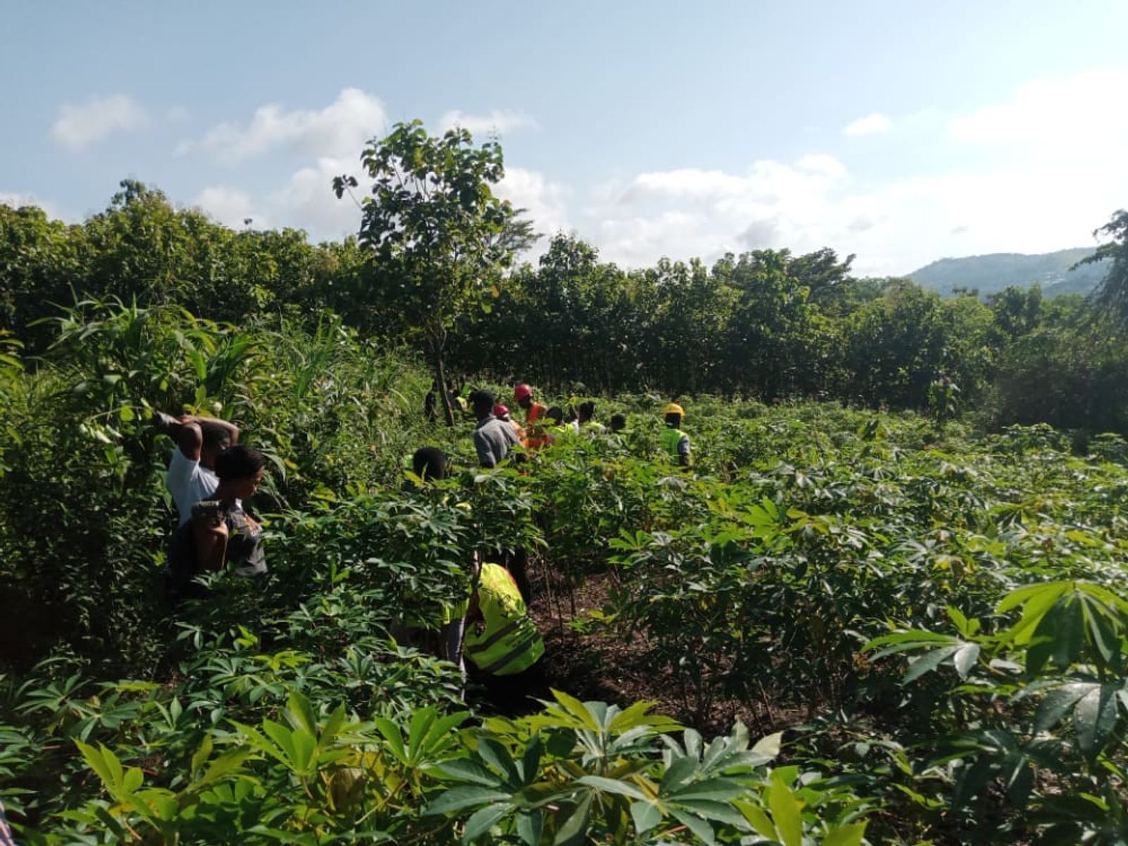 Afforestation site: Kuma konda - explorer.land